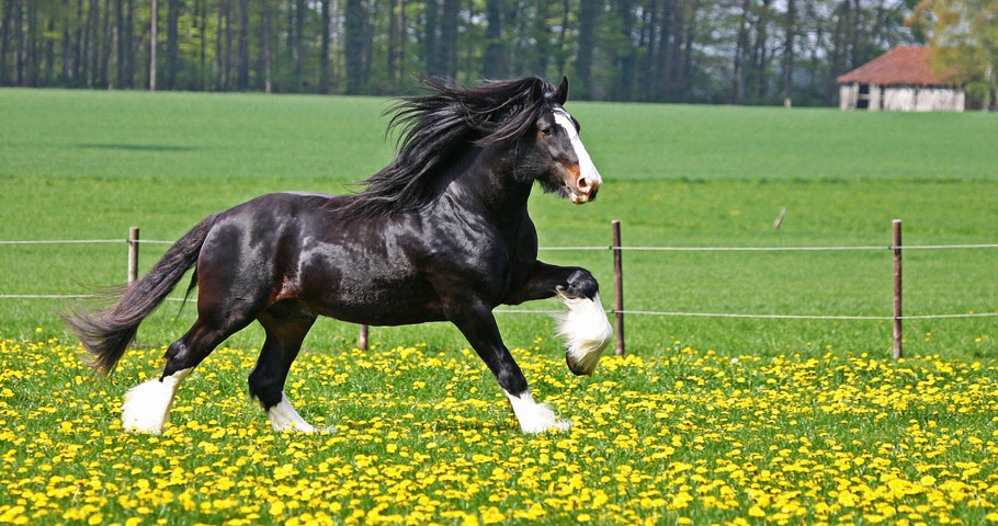 Escursioni a cavallo Mugello Tenuta Il Cerro Toscana equitazione vicino Firenze passeggiate cavalli vacanza verde